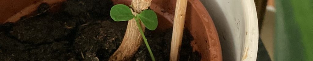 GetAttachmentThumbnail